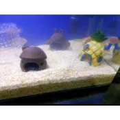 ［水族最便宜］水族石頭 魚缸底砂 黃天鵝底砂 孔雀魚底砂 黃色底砂 招財魚缸 盆景園藝皆可使用