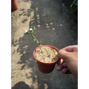芳苑樹花苗繁殖農場  名稱：日本玫瑰丁香木