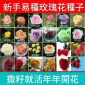 【CoCo園藝】稀有玫瑰花種子精品重瓣玫瑰單頭月季種子四季開花易活室內爬藤多頭薔薇花種子耐寒盆栽地栽觀賞花海種子