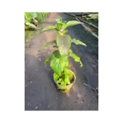 (店+)打拋葉苗 泰國九層塔 嗄拋葉 香料蔬菜苗 金不換 打拋葉