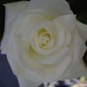 《情迷》 《比浪卡》 🈶貨 🌹 玫瑰花盆栽苗 🌹 玫瑰苗 🌹 玫瑰花苗 🌹 玫瑰盆花 🌹玫瑰花🌹
