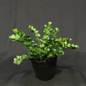 [懶生活]蝴蝶腎蕨 新手友善 穩根 蕨類 雨林植物 室內植物 Nephrolepis 'Butterfly' 3吋盆