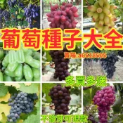 葡萄種子 釀酒葡萄 水果種子 盆栽葡萄 藤本植物 庭院果樹 觀葉盆栽 自種水果 爬藤植物 耐熱品種 綠化圍籬 陽台種植
