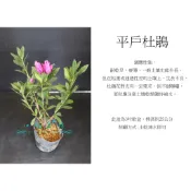 心栽花坊-平戶杜鵑/3吋/小品/開花植物/綠籬植物/特價50