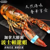 加拿大波士頓龍蝦【天天鮮配】滿額免運 龍蝦 大龍蝦 加拿大龍蝦 波士頓龍蝦