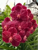 【元氣萬代蘭】 大花品種火戰神萬代蘭 🌺🌸🌼585植株健壯 🌺🌼🌸