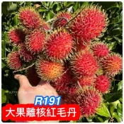 紅毛丹盆栽🟡大果離合R191🟡可超取🟡 紅毛丹 紅毛丹苗 黃毛丹 樹苗 果苗 矮化果樹 矮生盆栽 矮化盆栽 水果苗 水果
