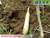 [福氣程然]  新鮮葛鬱金 粉薯 太白筍 竹芋 美人蕉 藕仔薯 金筍｜(小農自家生長)