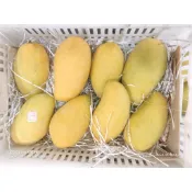那瑪夏金煌芒果9-10台斤，漂亮為主，有些微略花大中為主，有時混小條，常溫寄送，可以再併其他水果，外島不寄