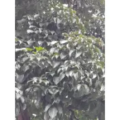 妞妞花園 烏龜 陸龜 紅骨 茄苳葉 100g 20元