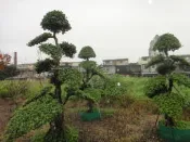 ★╮芳草園 ★╮－「虎斑榕接圓葉榕」庭園造景樹