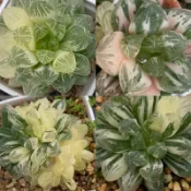 Haworthia  ハオルチア  玉露 十二卷 百合科 ｜瑪琳オブツーサ錦