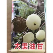 ★綠霖園藝★大果油甘 嫁接苗 高度70公分 觀賞植物/水果樹苗/新興果樹/果苗/嫁接/植物/盆栽