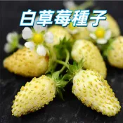 【白草莓種子】 四季草莓 香草草莓 園藝種子 花果種子 盆栽蔬果 陽台種植 家庭園藝 可食用果實 觀果植物 播種 新手易