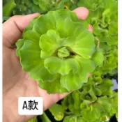 玫瑰水芙蓉/水芙蓉/青萍/浮萍/水草/飄浮水草/魚缸/戶外缸/浮萍/水草/造景ㄧ