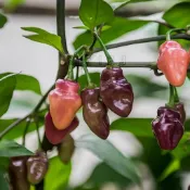 🌶️（紫色達爾戈•羅克薩 辣椒種子）新種上市 （辣）高度約為160CM果實芳香 高產可觀賞可食用種子 庭院陽台盆栽種子