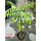 過山香 藥用植物 食用植物｜健康強根 成活率高｜家庭種植/果園首選