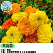 【夏日防蚊小幫手】萬壽菊種子 混色大花 驅蚊防蟲 天然植物防護 香草花園必備 盆栽地植兩用 台灣現貨 新手友善 花期長