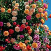 【爬藤玫瑰花苗】薔薇玫瑰苗 薔薇藤 月季花苗 玫瑰花苗 特大花 濃香型庭院四季種植開花爬藤植物花卉多年生