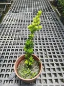╭＊田尾玫瑰園＊╯盆景素材-(晶鑽羅漢松)高40cm200元