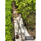 可可樹/可可苗/永吉種苗園