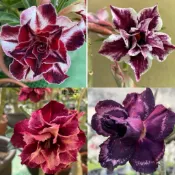 【沙漠玫瑰種子】高發芽率 耐旱植物 珍稀重瓣品系 多肉植物