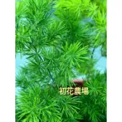 初花農場2店｜松葉武竹｜3寸黑軟袋/6寸盆｜室內植物或室外陰涼處｜葉片姿態討喜，號稱常綠植物界的蓬萊松｜