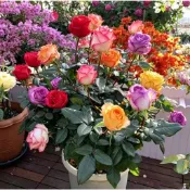【稀有七彩玫瑰花老樁苗】玫瑰花苗 原生樁大花濃香型 雙生玫瑰花 月季玫瑰適合盆栽地栽四季種植開花好養