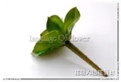 ◎花語人造花資材◎花材＊3吋小紅邊石蓮＊花藝設計~造景佈置~櫥窗~盆栽
