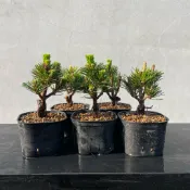 《野趣小品盆栽》🇯🇵日本進口黑松品種·千壽丸（小）·千壽丸松·短葉品種