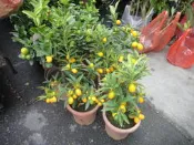 ★╮芳草園★╮－「金棗樹」盆栽