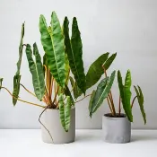 橘柄蔓綠絨 | 開幕送禮 辦公室盆栽 植物界的愛馬仕