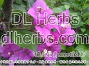 各種九重葛（枝條。官網部分品種買１送１）桃紅白斑粉紫橘玻璃寶石拉斐泰花寶巾白雀紫茉莉三角梅 網店另有優惠