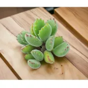 🐻 熊童子 3種熊一次擁有 白熊 綠熊 黃熊 多肉 多肉植物 熊掌 熊爪 白錦 黃錦 子貓之爪 貓爪 熊貓 彩色 群