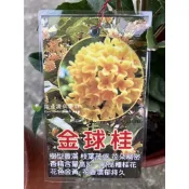 金球桂 勿直接下標 桂花苗 金桂 黃金桂花 秋桂 樹苗 盆栽 花苗 木犀花 日本 桂花王 香水桂花 丹桂 路邊攤俱樂部