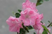 【優勢】日本久留米杜鵑中苗~品種名(神樂)