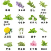 滿💯送50【十六款驅蚊草種子】強效驅蚊蟑螂 薄荷九層塔 萬壽菊 驅蚊草 濃香型花卉 盆栽驅蚊草種子 蓄意草種子迷迭香種子