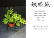 心栽花坊-鐵線蕨/3吋/蕨類/小品//觀葉植物/綠化植物/售價60特價50