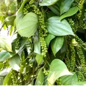 青芽園藝 🥬（胡椒種子）當年新種 白胡椒木種子 黑胡椒木種子 多年生高產 四季春播食用香料種籽 小院陽台農田種植