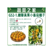 (店+)【蔬菜之家】G52-1.糖馨黃果小番茄種子10顆 台農2號 甜度媲美 玉女 小番茄種子 糖度高 耐熱高產量 座果