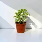 植物空間 雪花川七3寸 觀葉植物 陽光植物 室內植物 福祿桐