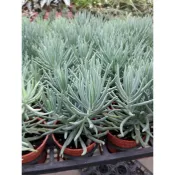 WISH FOREST【多肉植物。美空眸。豐富像煙火爆發的葉形~~藍綠色的浪漫