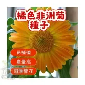 🌷🌷橘色非洲菊種子 【非洲菊種子】 今年新籽 發芽率高 見土即活 花開爆盆 四季可播  新手易種易活 陽台庭院盆栽