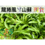 龍捲風山蘇 山蘇 觀葉 蕨類 室內栽培 簡單小品 新手入門 造景 生態瓶 鹿角蕨 ﹝珍奇植物 CarnivoRUs﹞