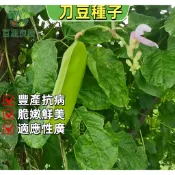 刀豆種子 關刀豆 魔豆 白刀豆 紅刀豆 大型豆類 爬藤植物 台灣常見蔬菜 關公豆 巨型豆莢 自家菜園 陽台種植 搭棚架