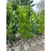 福木、金錢樹、綠籬植物