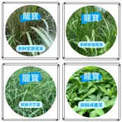 龍寶牧草🔥現貨速出🔥紫狼尾草🐇 綠狼尾草 牧草 狼尾草六號 狼尾草 天竺草 咸豐草 小金英 車前草 蒲公英 新鮮牧 兔子