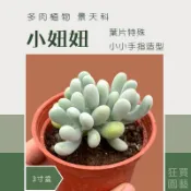 [狂買園藝] 多肉植物 小妞妞 3寸盆 景天科 /仙人掌/送禮小物/婚禮小物