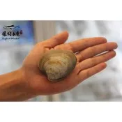 【禧福水產】野生活馬蹄蛤/牛奶貝◇$特價299元/斤/600g±10%/5-8顆◇最低價燒烤居酒屋熱炒餐廳團購無菜單