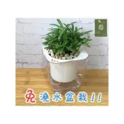 (店+)羅漢松【現貨】4吋透明懶人盆栽 加水更方便 觀葉植物 室內植物 自動吸水 水培 花盆 居家辦公盆花 種子